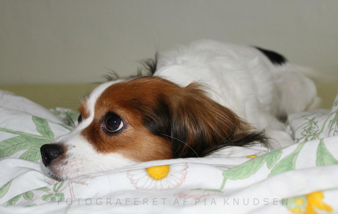 Blanding af racer Fiibi Himmelhund billede 9