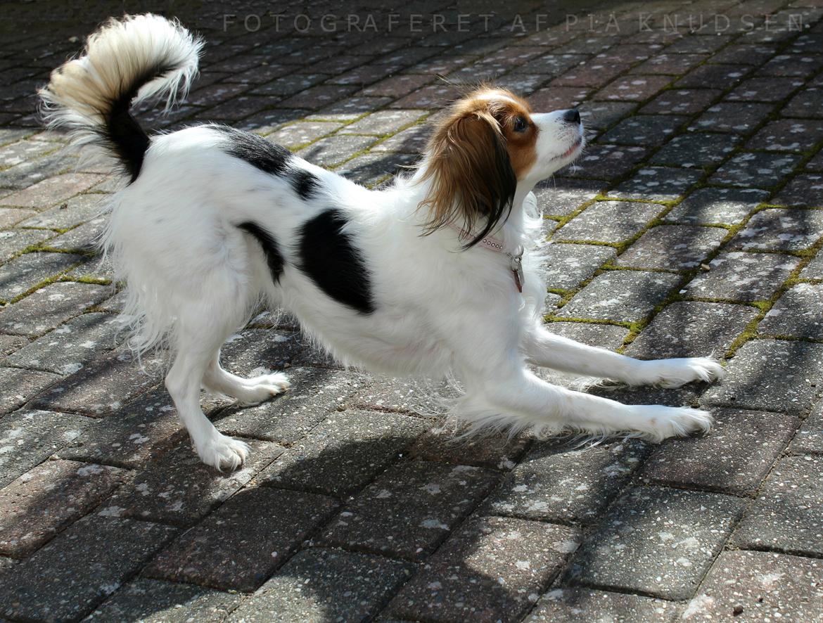 Blanding af racer Fiibi Himmelhund billede 7