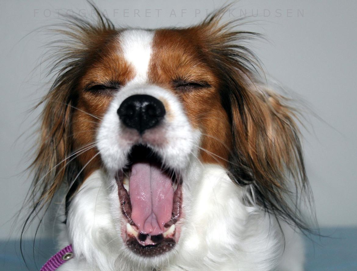 Blanding af racer Fiibi billede 6