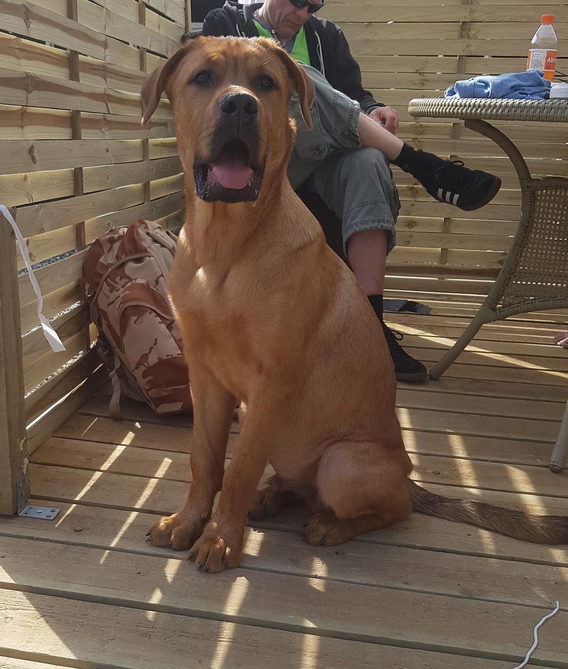 Blanding af racer Aslan billede 1