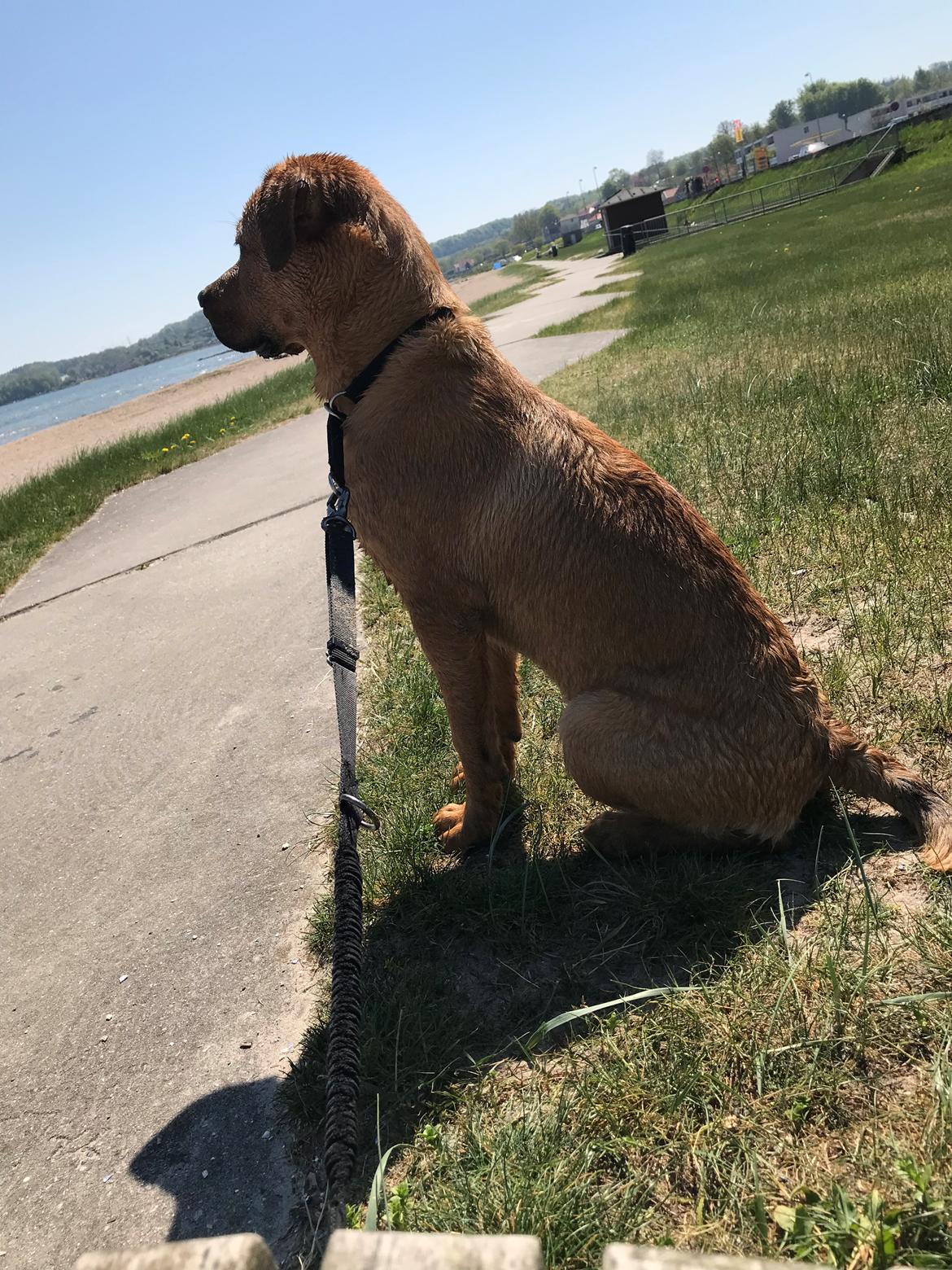 Blanding af racer Aslan 5mdr billede 3