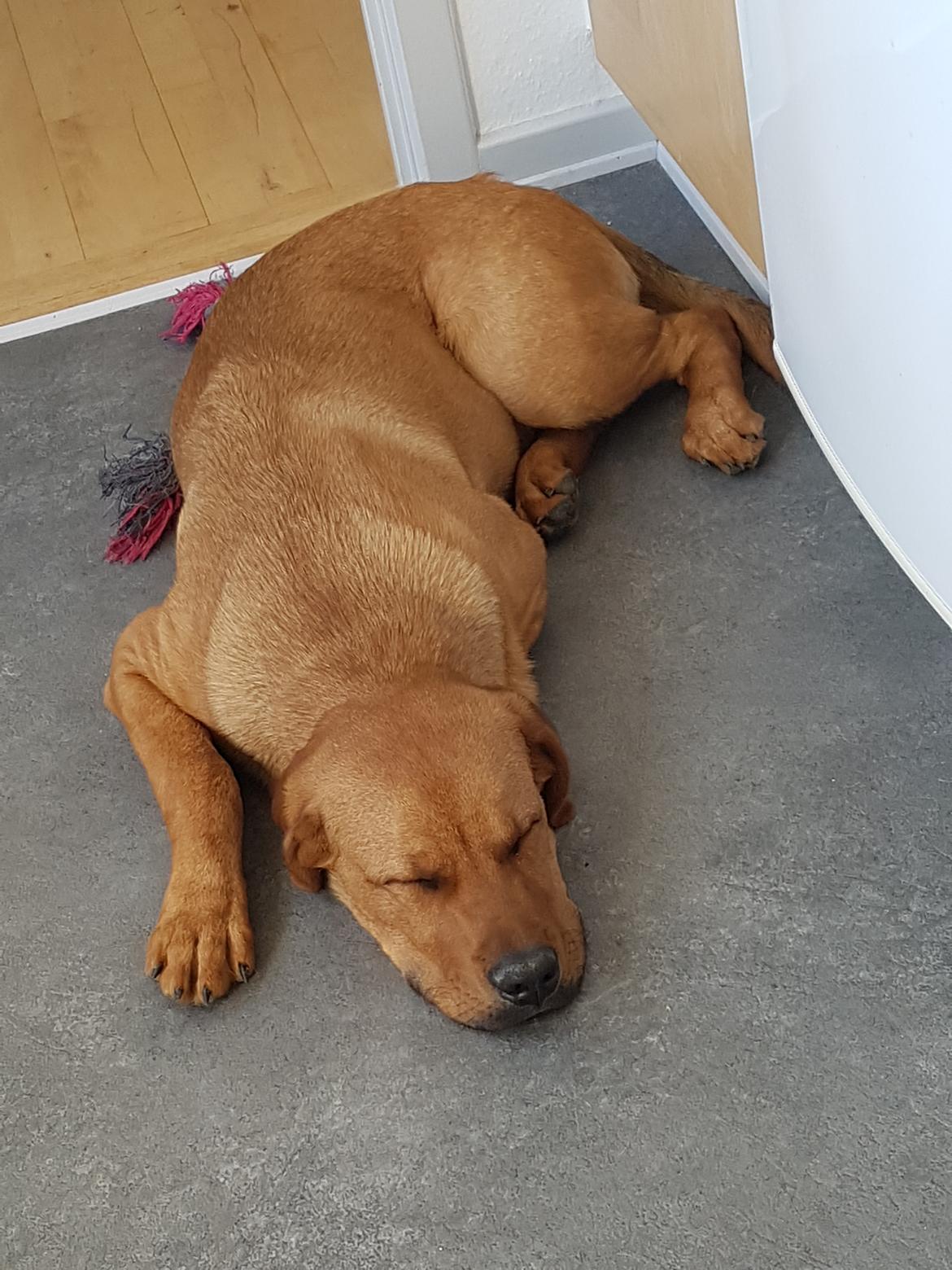 Blanding af racer Aslan billede 2