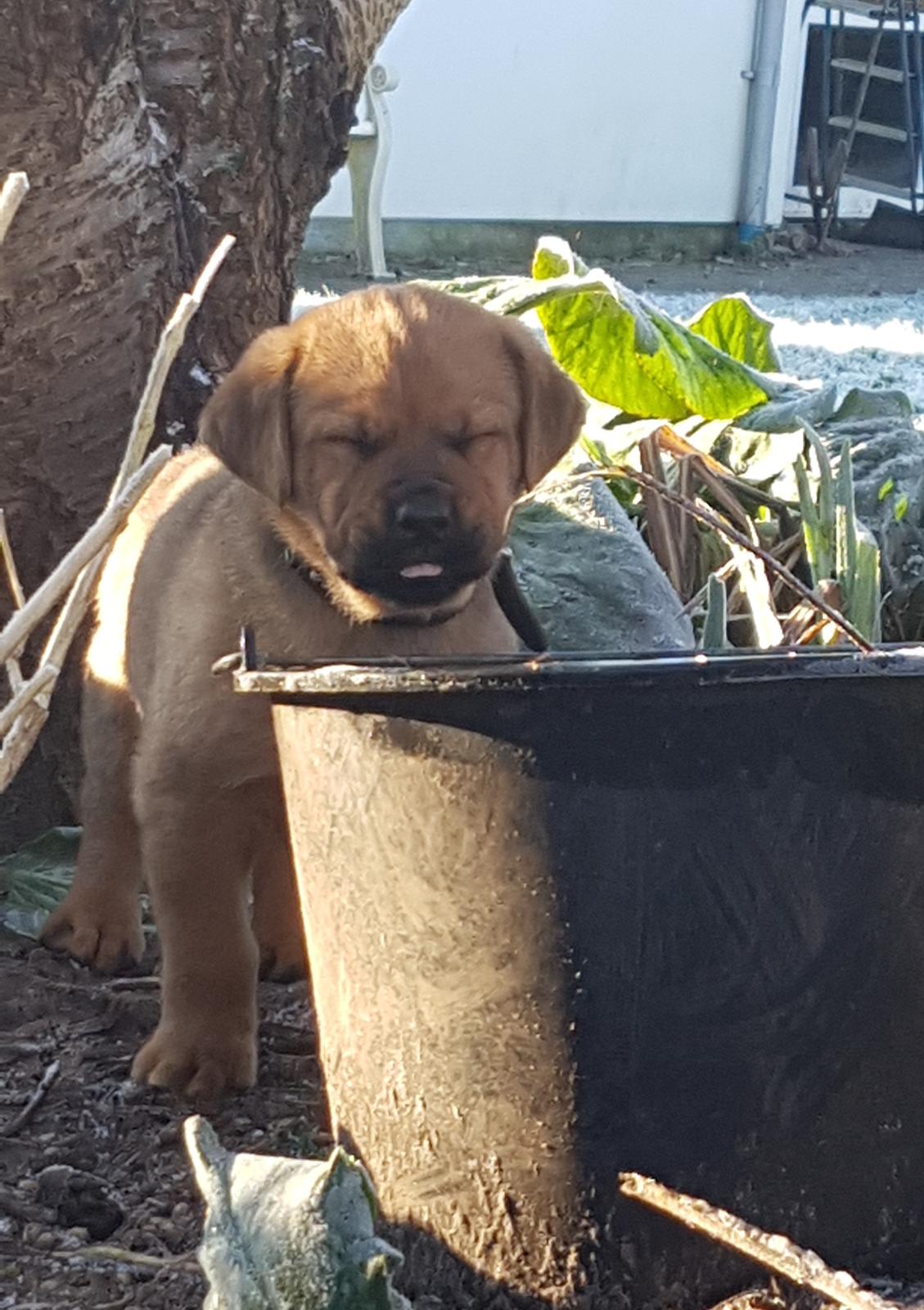 Blanding af racer Aslan billede 3