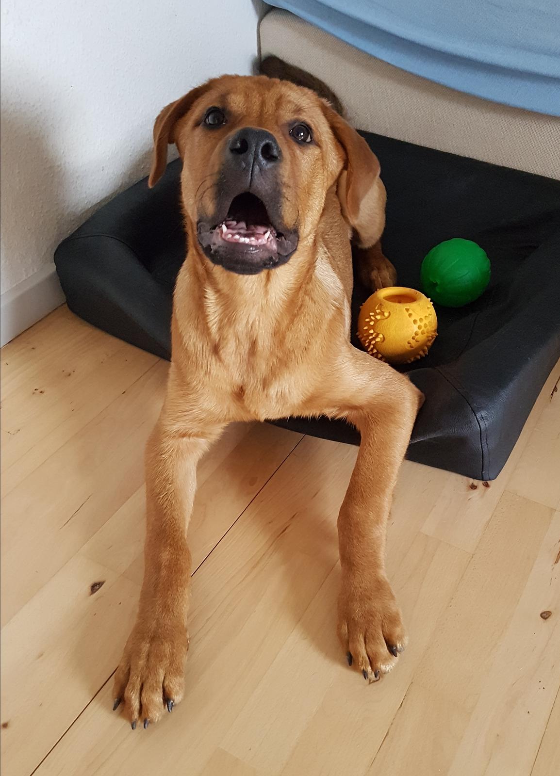 Blanding af racer Aslan billede 4