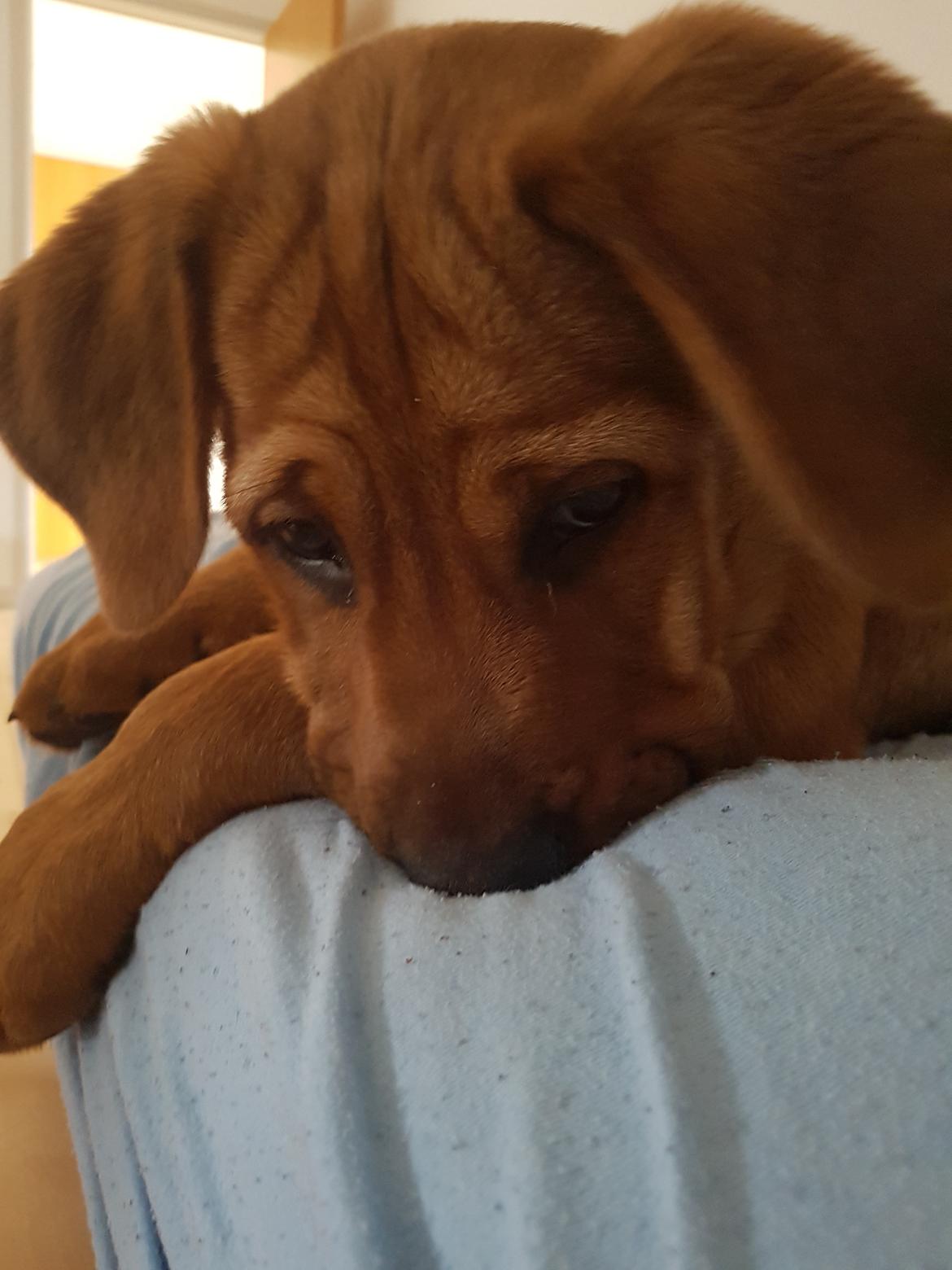 Blanding af racer Aslan billede 5