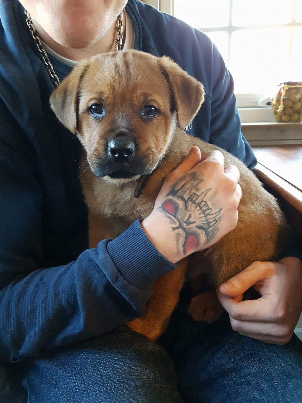 Blanding af racer Aslan 5mdr billede 7