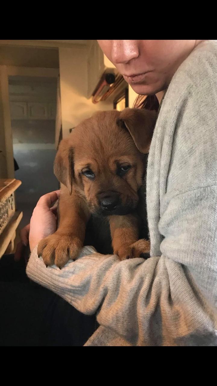 Blanding af racer Aslan billede 6