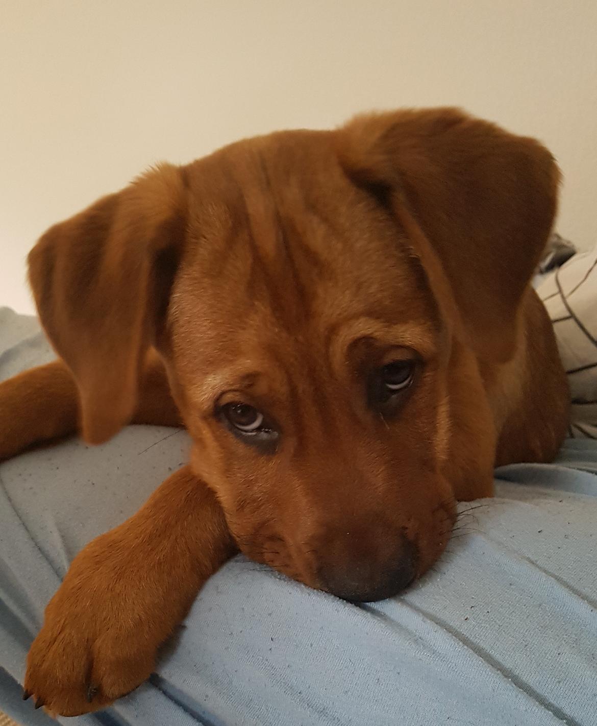 Blanding af racer Aslan billede 7