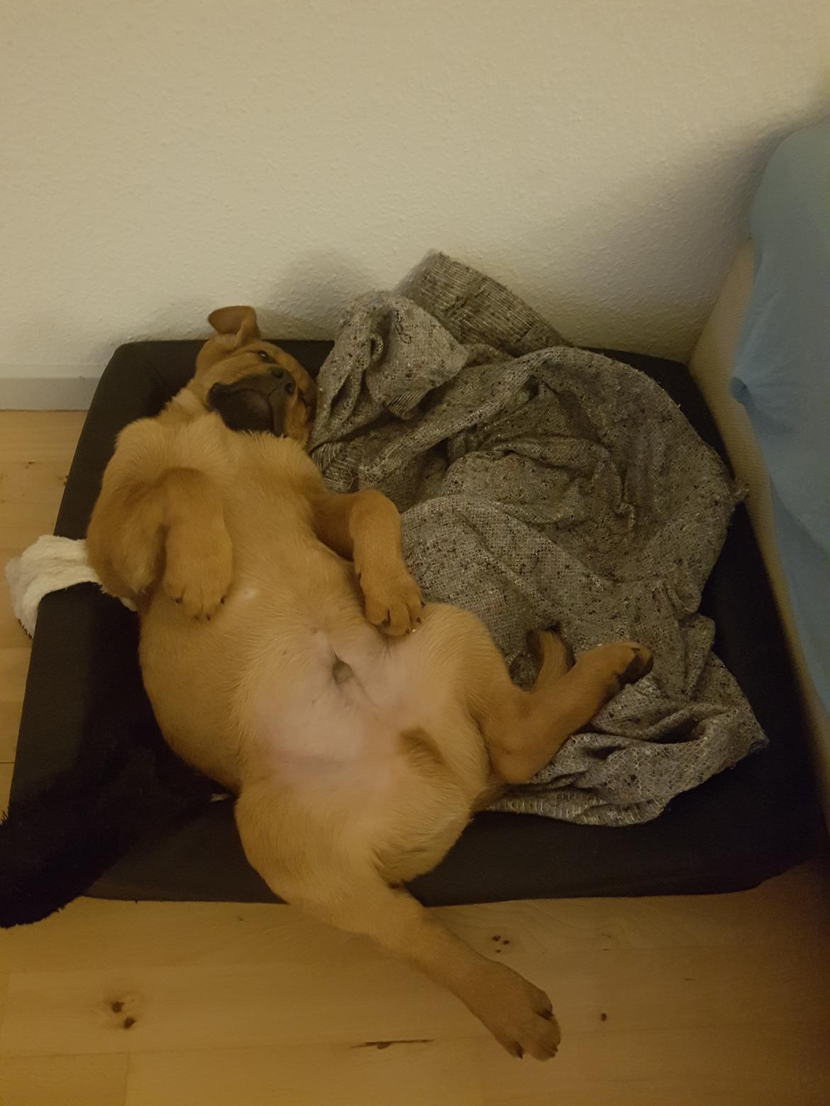 Blanding af racer Aslan billede 8