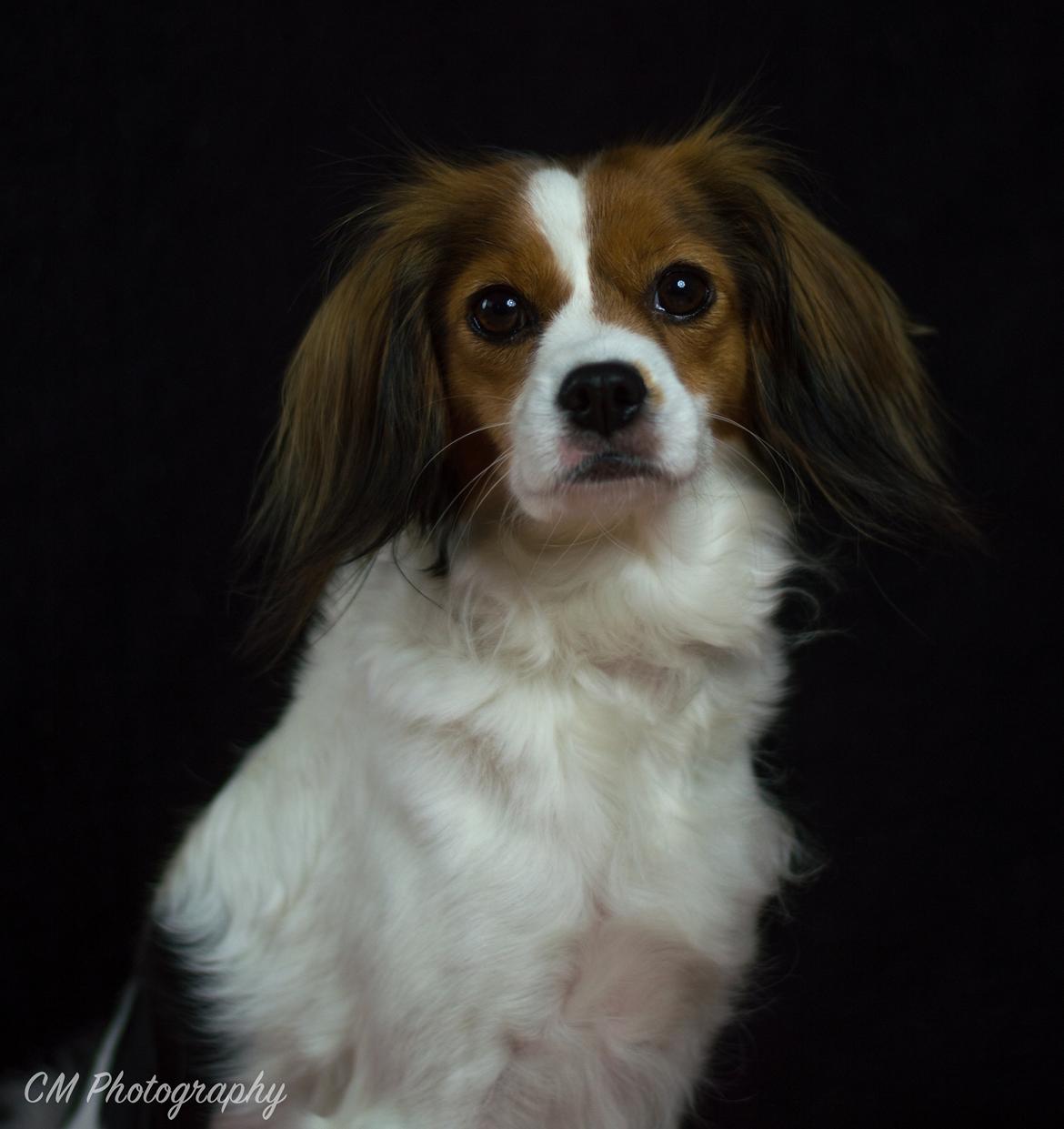 Blanding af racer Fiibi Himmelhund billede 11