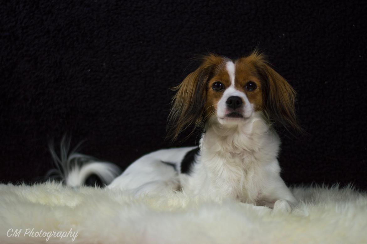 Blanding af racer Fiibi Himmelhund billede 10