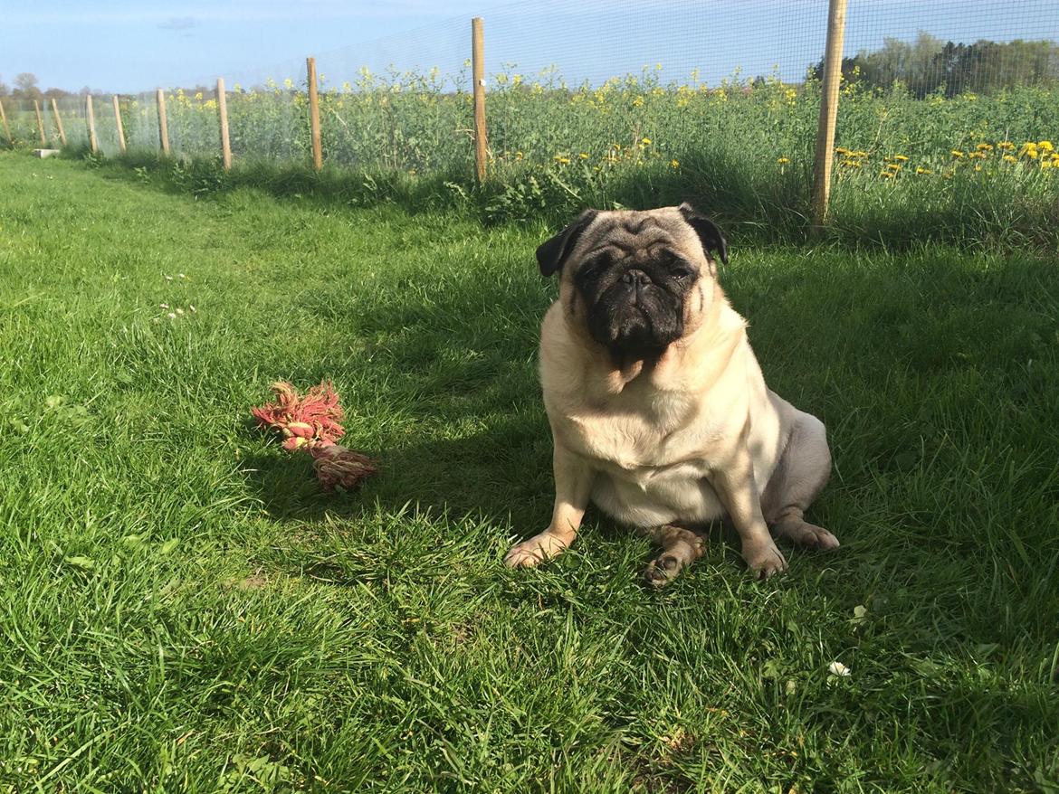 Mops Martha  billede 43