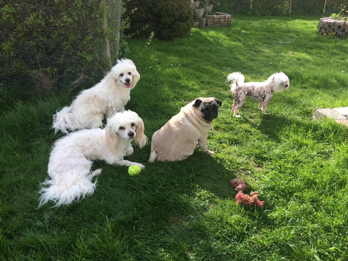 Mops Martha  billede 44