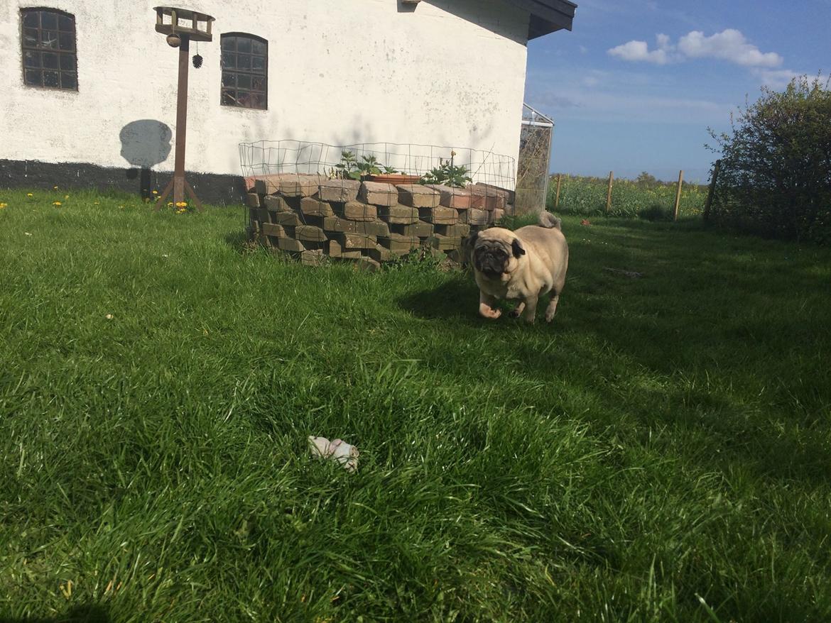 Mops Martha  billede 50