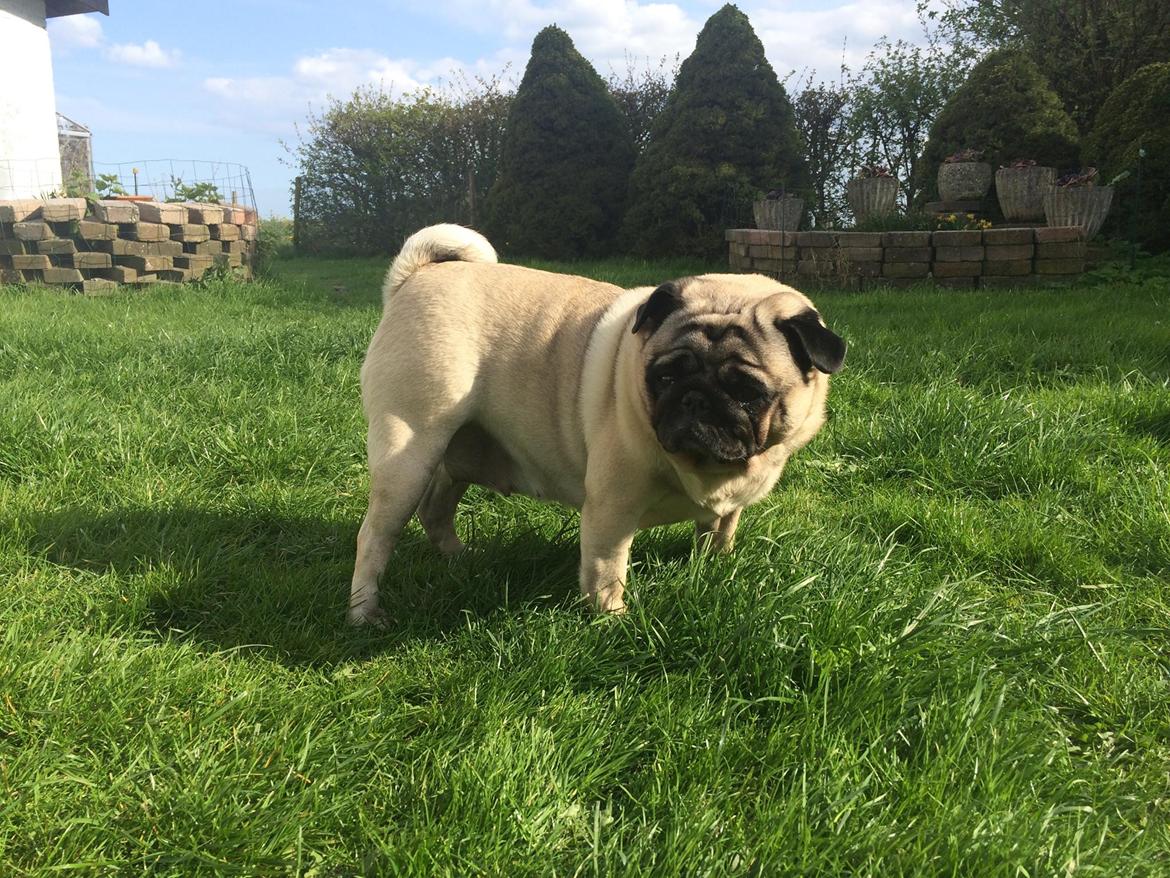 Mops Martha  billede 47