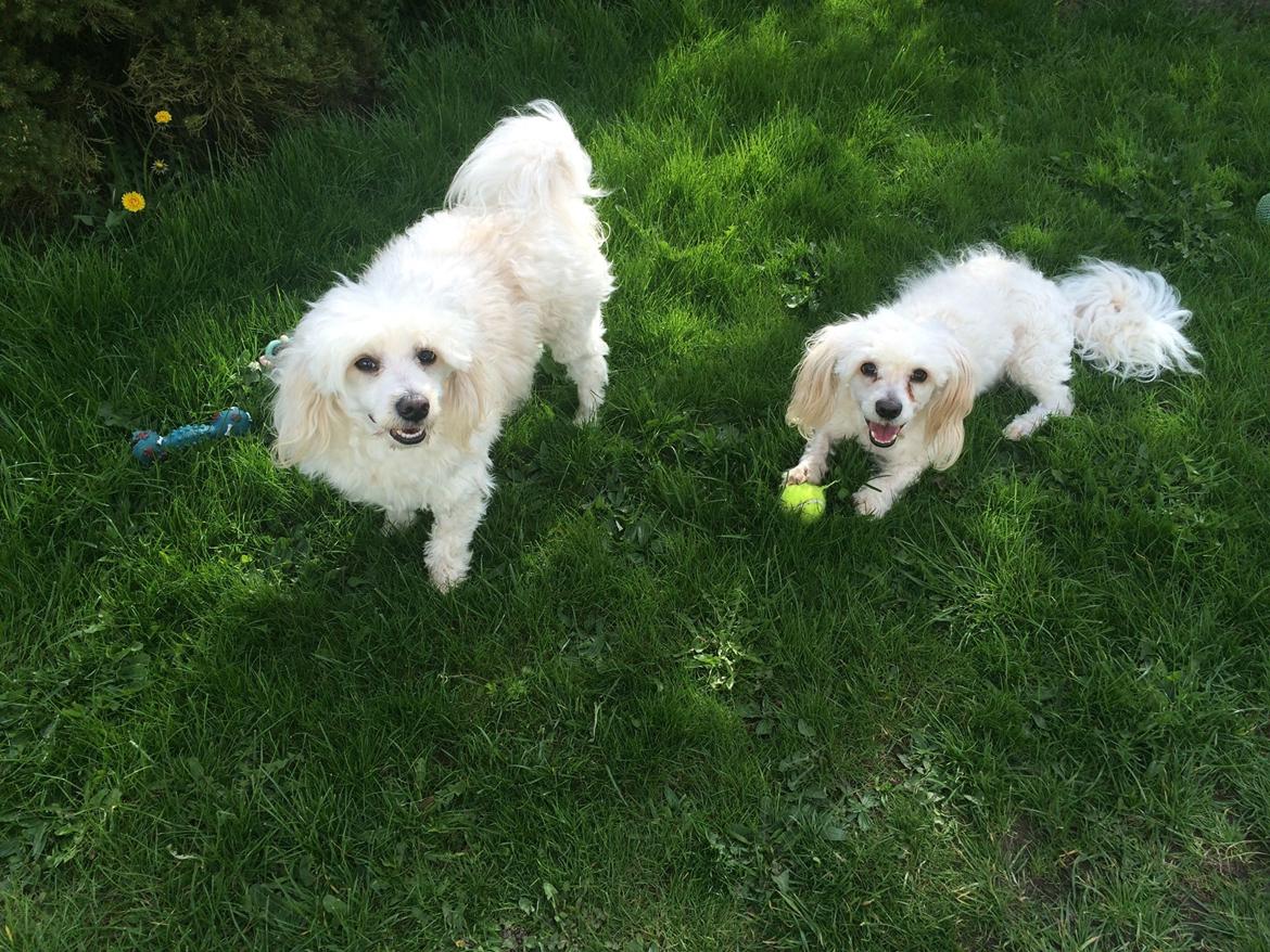 Blanding af racer Carlo - Carlo og hans bror Figo  billede 41