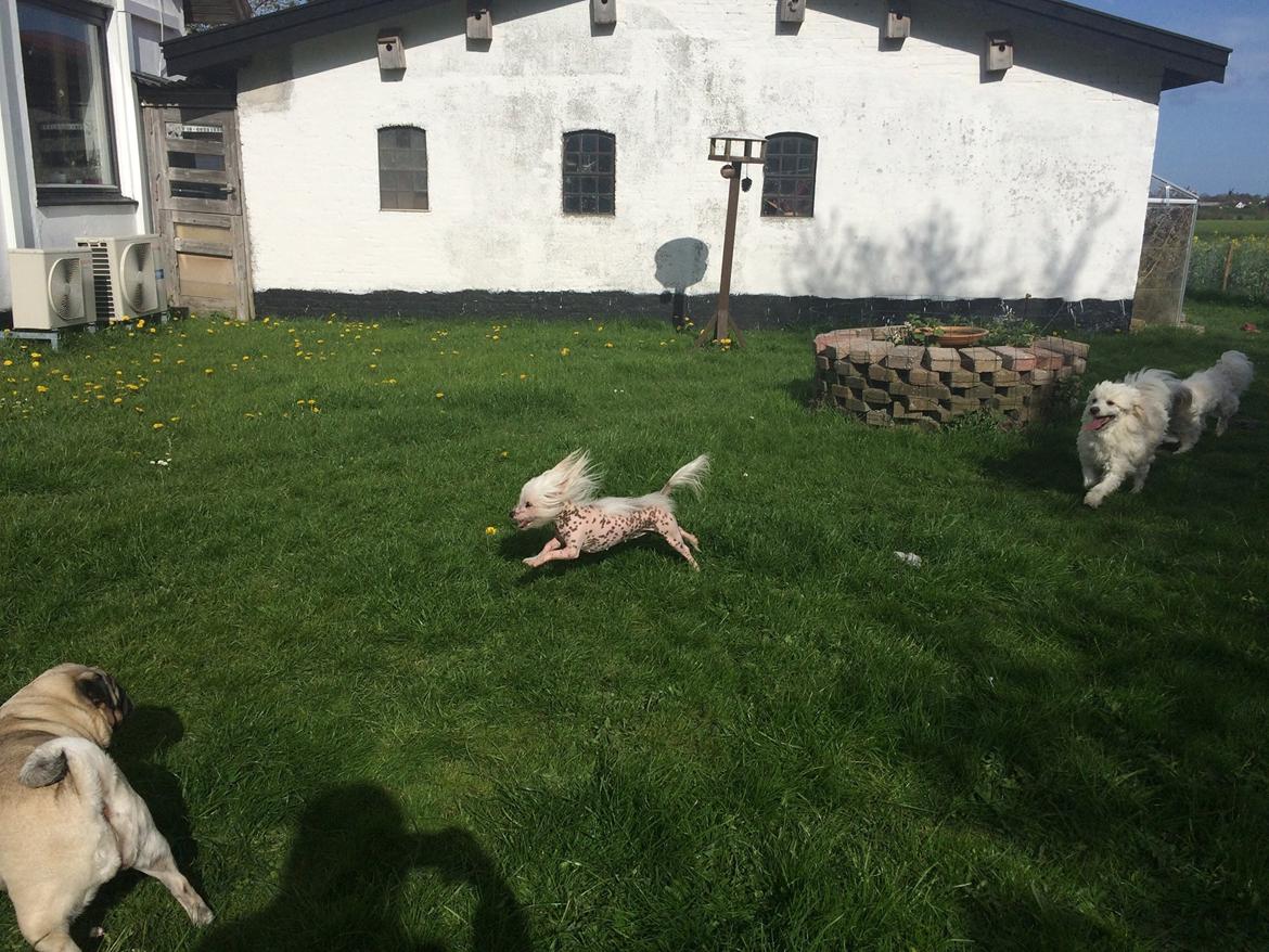 Blanding af racer Lilly billede 39