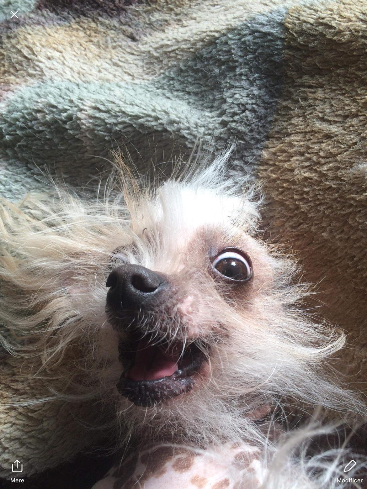 Blanding af racer Chilla billede 46