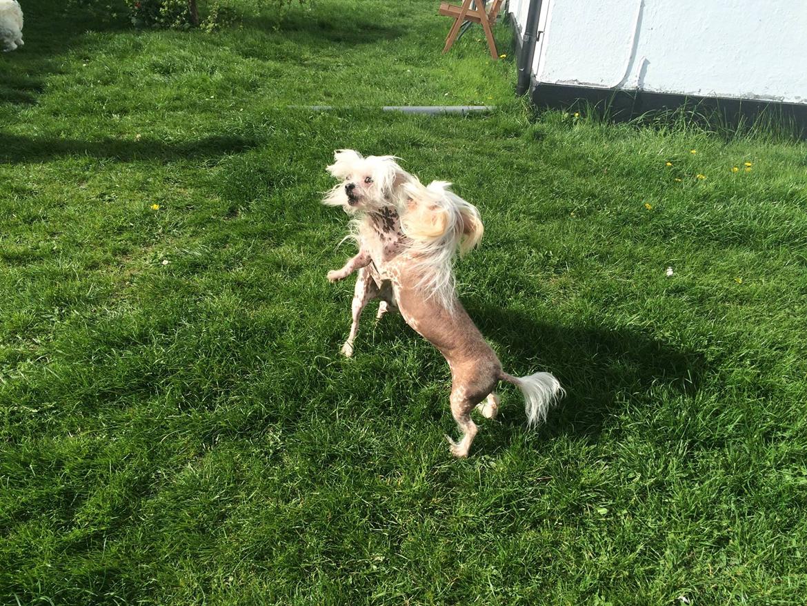 Blanding af racer Chilla billede 47