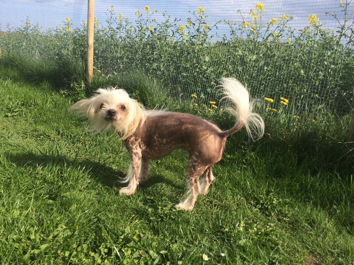 Blanding af racer Chilla billede 48