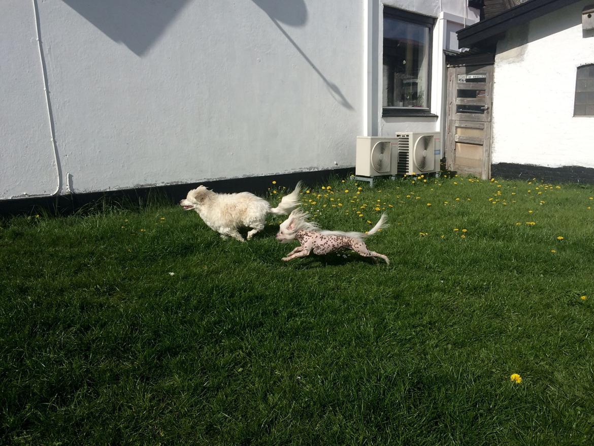 Blanding af racer Carlo billede 42