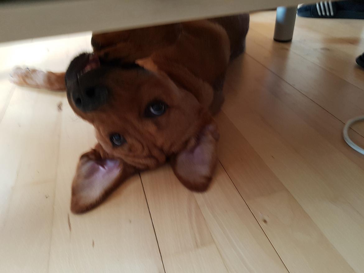 Blanding af racer Aslan billede 9