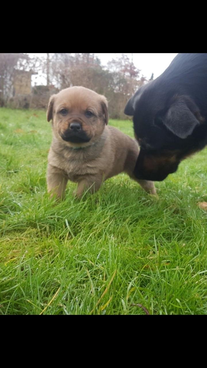 Blanding af racer Aslan billede 10