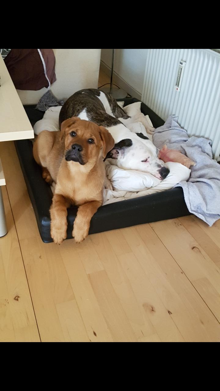 Blanding af racer Aslan billede 11