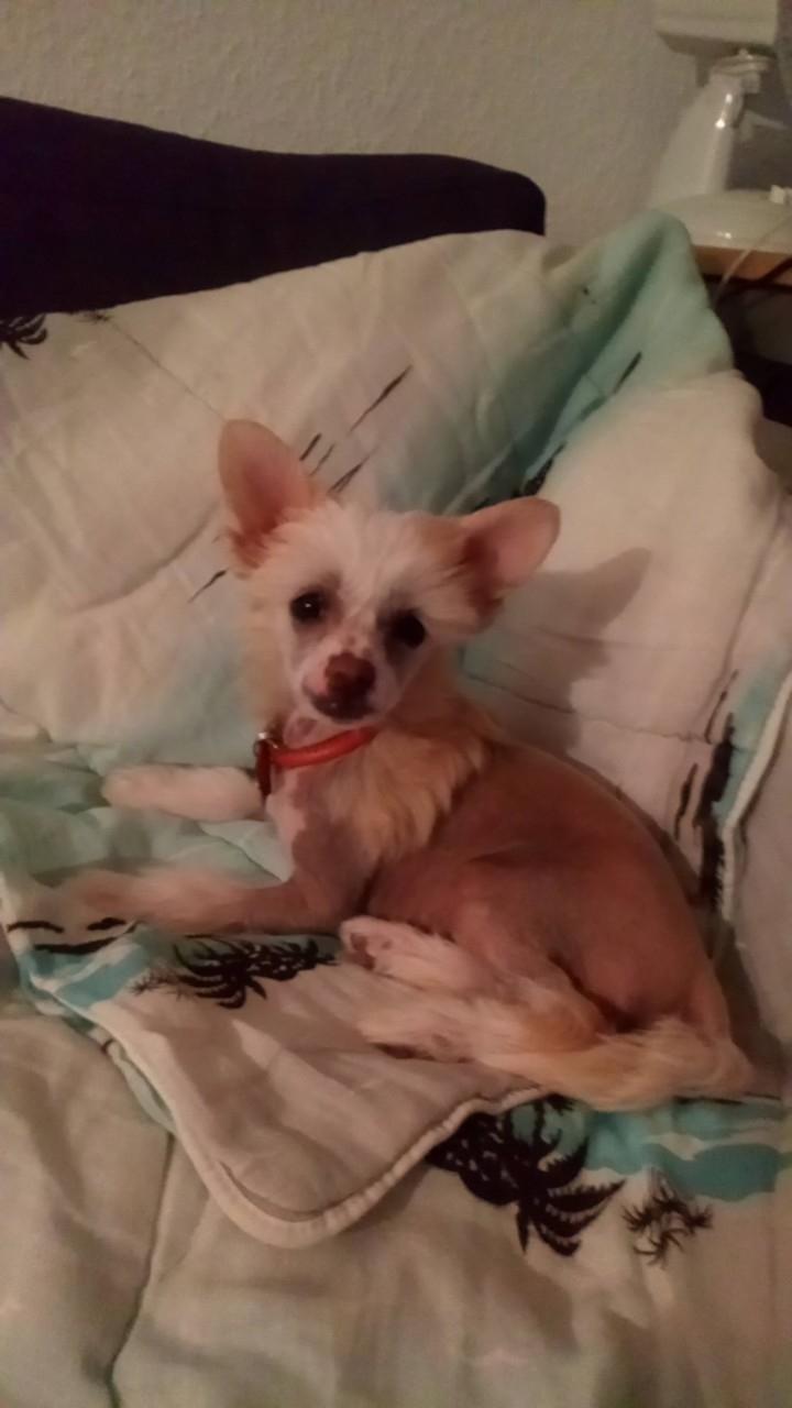 Chinese crested hårløs Zico Stella (Hottie Tot's Foxie Flash) billede 32