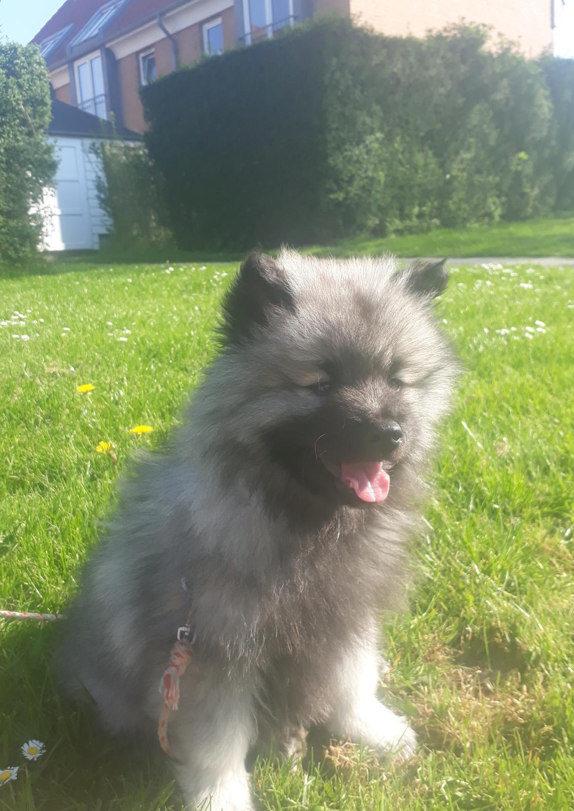 Keeshond Asdis - House of Keesgaard A Silver Past  billede 11