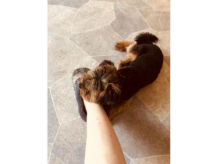 {{currentPhoto.altText}} billede {{currentPhoto.number}}