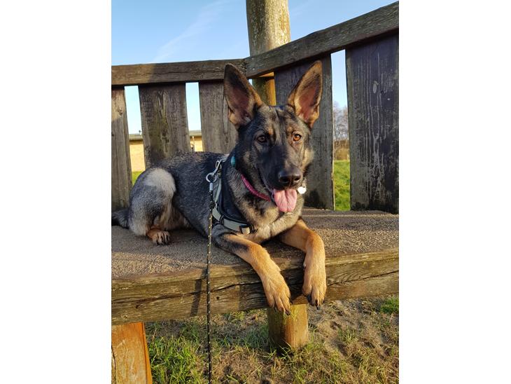 {{currentPhoto.altText}} billede {{currentPhoto.number}}