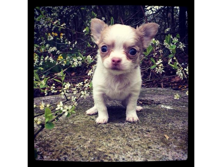 {{currentPhoto.altText}} billede {{currentPhoto.number}}