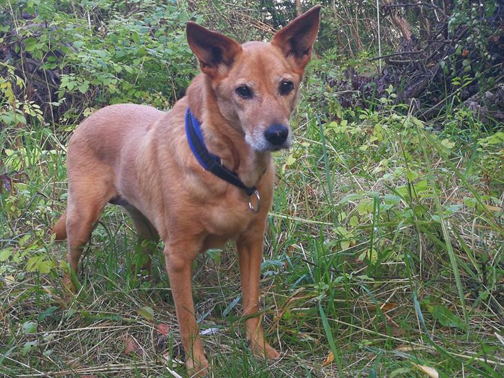 {{currentPhoto.altText}} billede {{currentPhoto.number}}