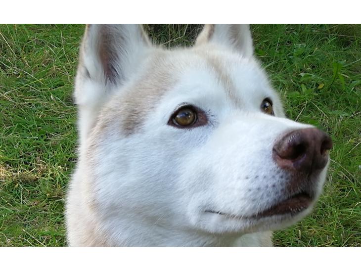 {{currentPhoto.altText}} billede {{currentPhoto.number}}