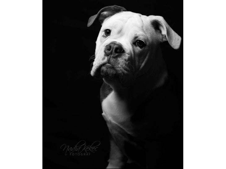 Olde english bulldogge Pablo billede 1