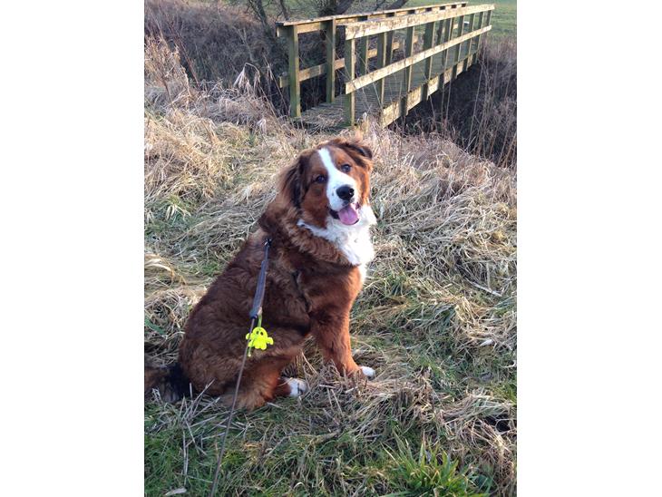 {{currentPhoto.altText}} billede {{currentPhoto.number}}