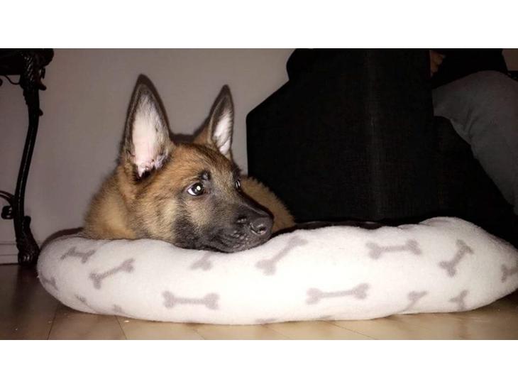 {{currentPhoto.altText}} billede {{currentPhoto.number}}