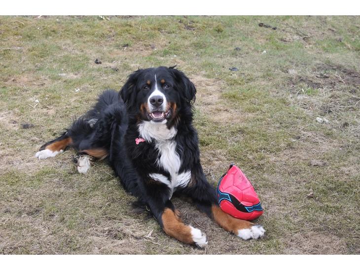 Berner sennenhund lillefix billede 1