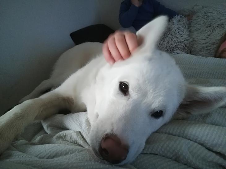 Blanding af racer Snow  billede 1