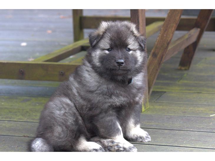 Eurasier Coda (Callistra’s Alderaan) billede 1