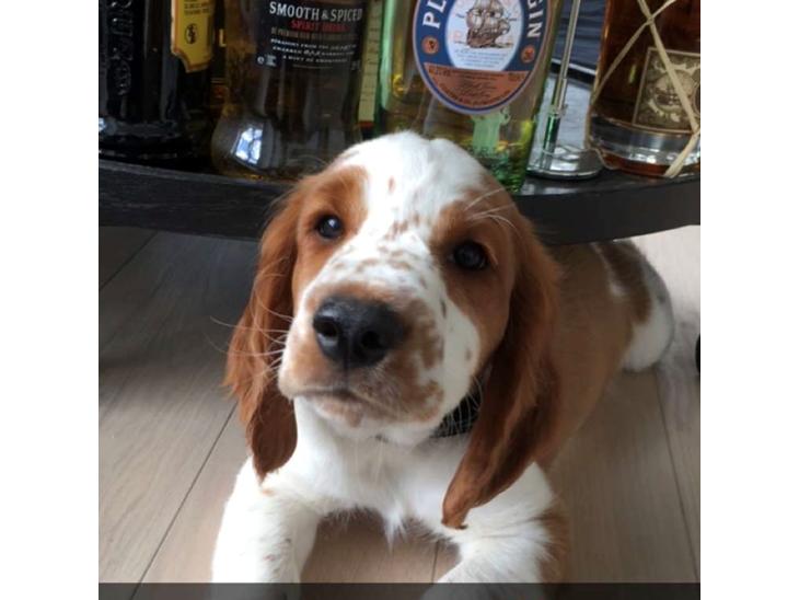 Welsh springer spaniel Anfield (fødsels navn Sne) billede 0
