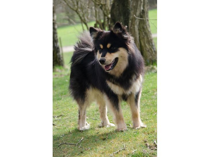 {{currentPhoto.altText}} billede {{currentPhoto.number}}