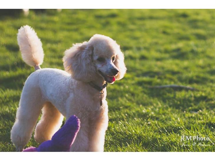 {{currentPhoto.altText}} billede {{currentPhoto.number}}