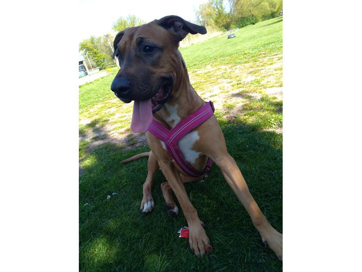 {{currentPhoto.altText}} billede {{currentPhoto.number}}