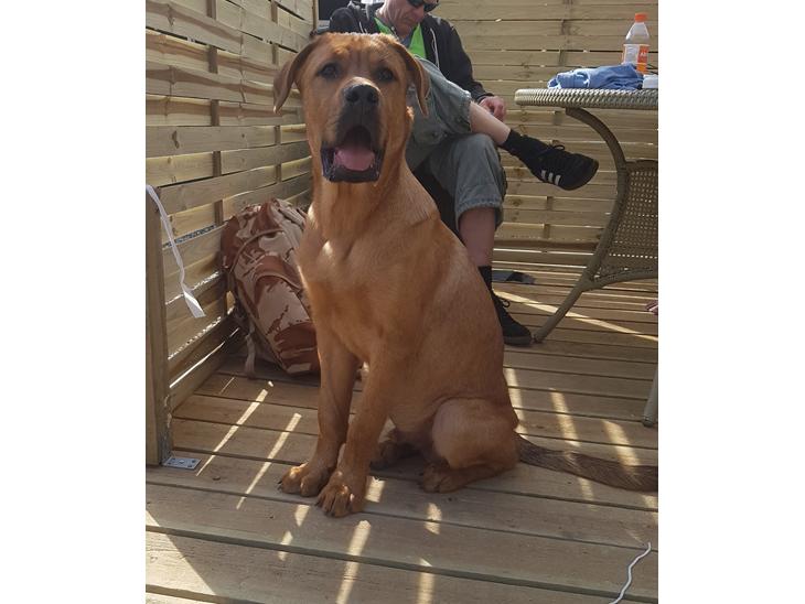 {{currentPhoto.altText}} billede {{currentPhoto.number}}