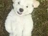 Bichon havanais Marlin