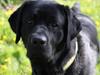 Labrador retriever Juelsgaard's Cheddar - Kanto