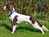 Field Trial Springer Spaniel Whisky 