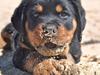 Rottweiler Diesel 